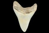 Serrated, Fossil Megalodon Tooth - Gorgeous Coloration #173896-2